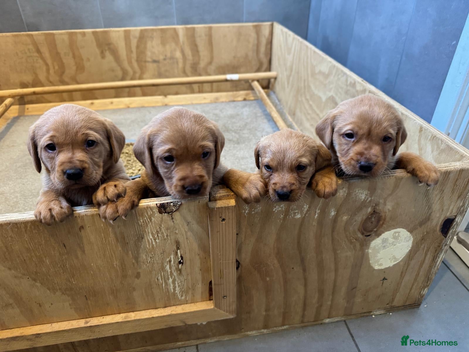 Labrador Retriever dogs Fox Red Labrador’s  - Advert 1