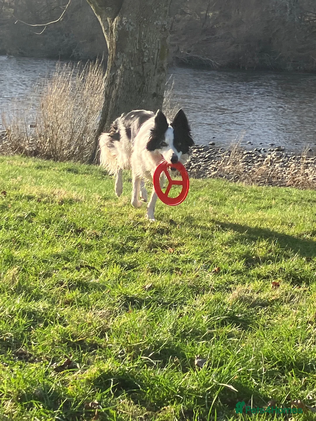 Border Collie dogs for sale: 3 year old male Border Collie in Selkirk - Advert 6