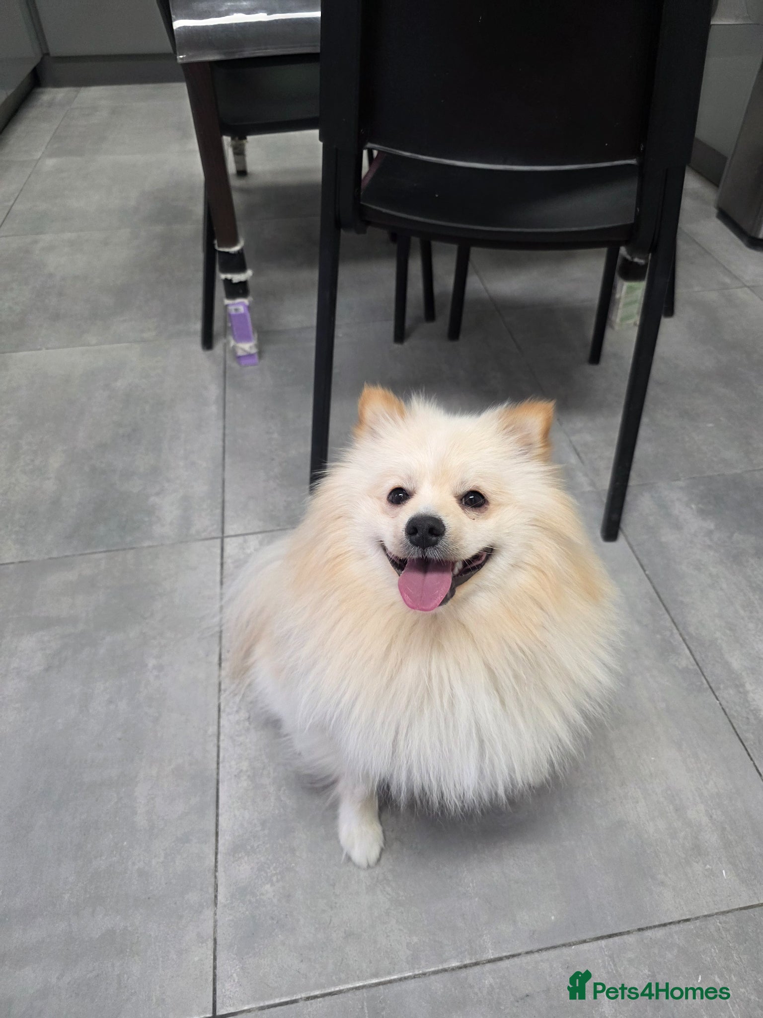 Pomeranian dogs Fluffy Pedigree Pomerainam Rehome - Advert 2