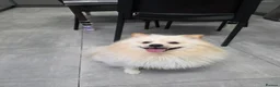 Pomeranian dogs for sale: Fluffy Pedigree Pomerainam Rehome - Advert 1