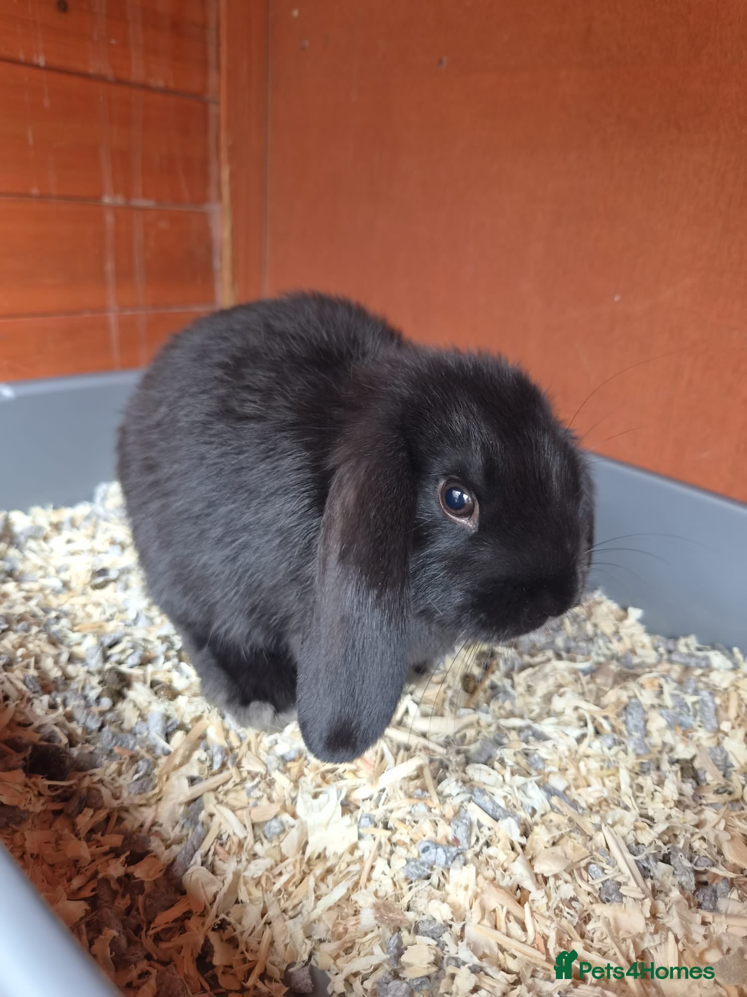 Mini Lop rabbits Gorgeous Pure Bred Mini Lops - Advert 2