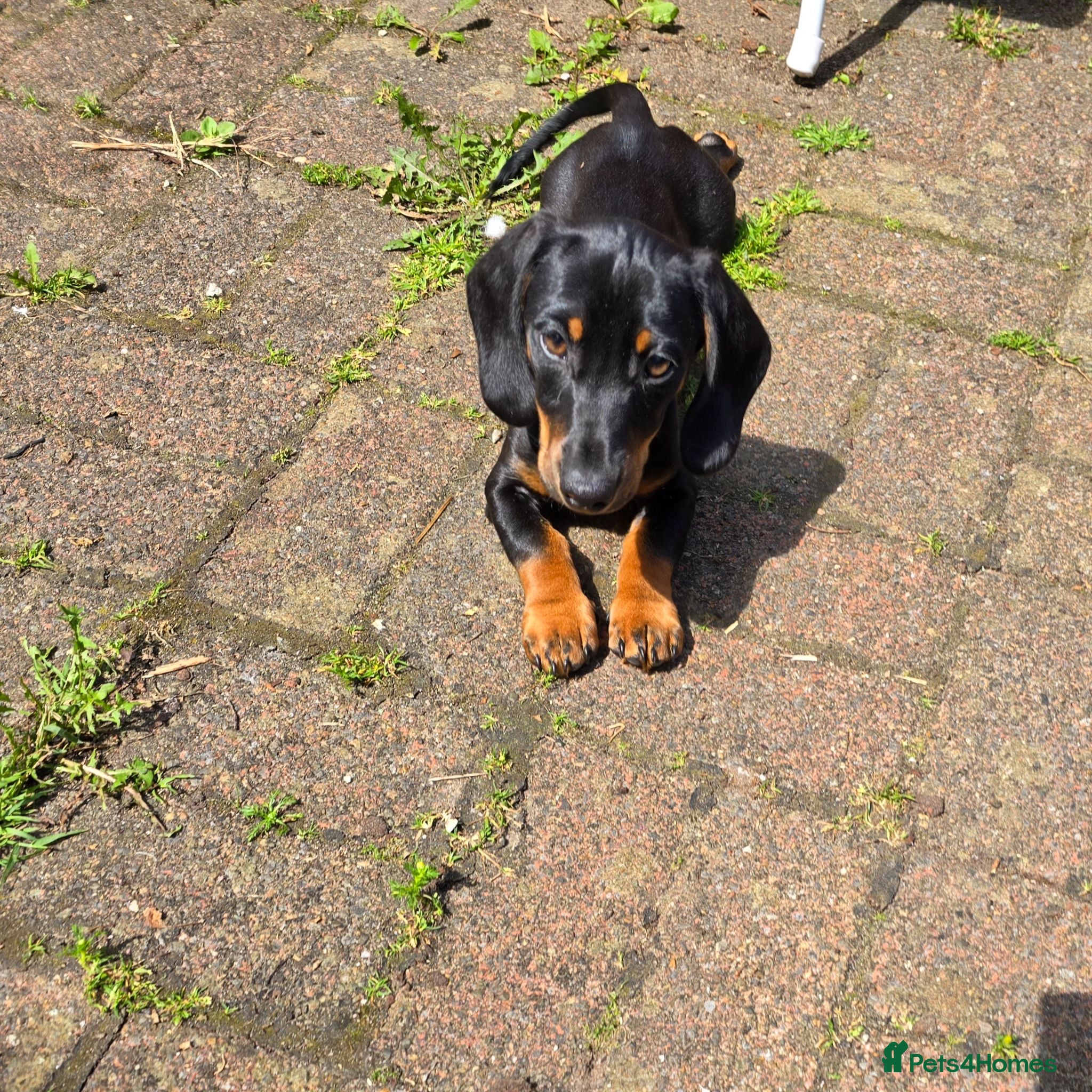 Dachshund dogs Fully vaccinated half long hair black and tan boy - Advert 7