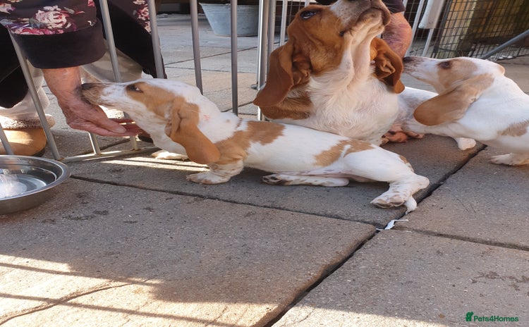 Basset Hound dogs - Advert 1