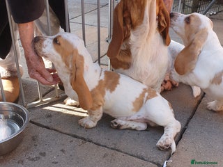 Basset Hound dogs - Advert 3