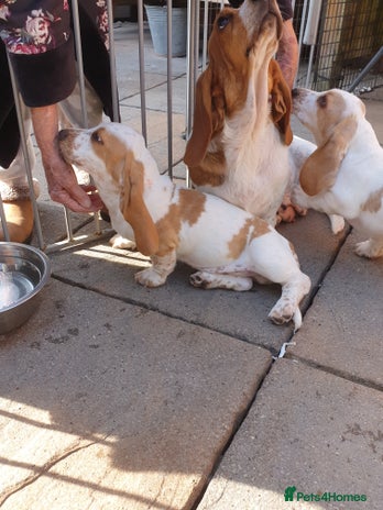 Basset Hound dogs - Advert 2
