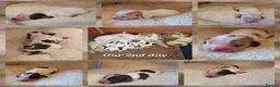 Cocker Spaniel dogs for sale: KC Show Cocker Spaniels: Beautiful inside out - Advert 17
