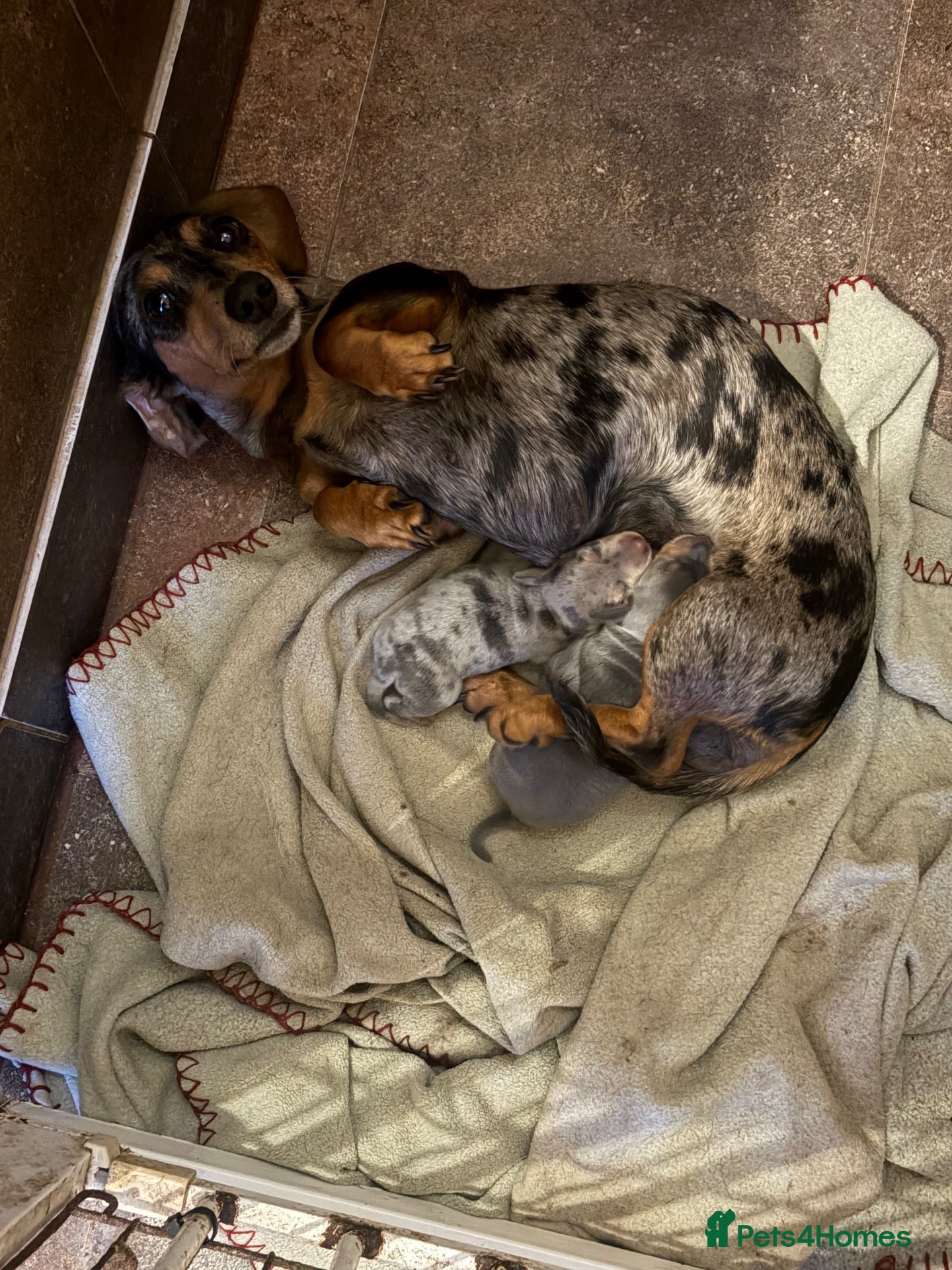 Miniature Dachshund dogs Kc registered mini dachshund licensed breeder  - Advert 1
