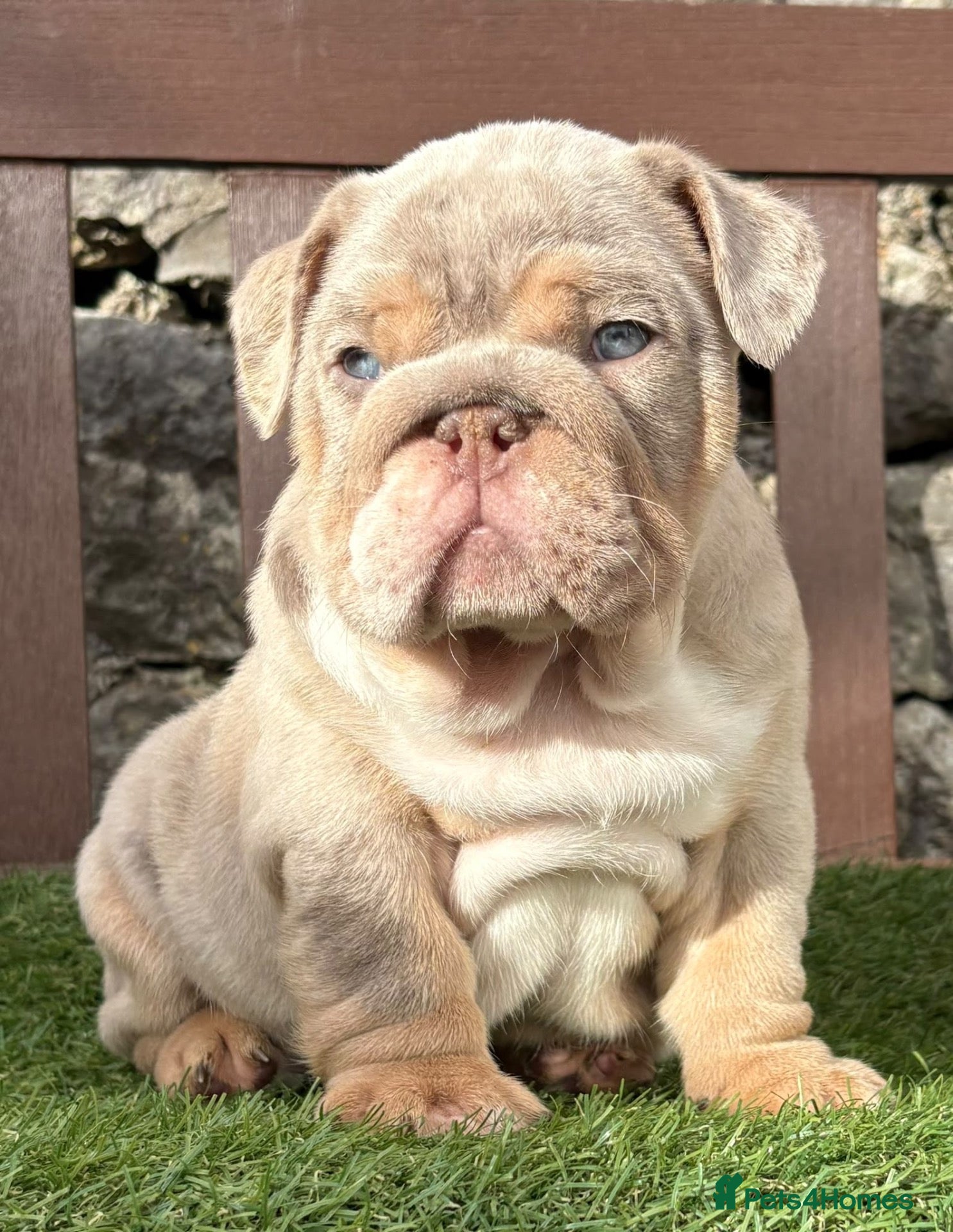 English Bulldog dogs Ready today! 3 boys left English bulldog puppies  - Advert 3