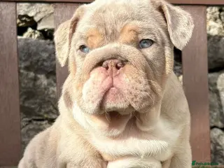 English Bulldog dogs Ready today! 3 boys left English bulldog puppies - Advert 3