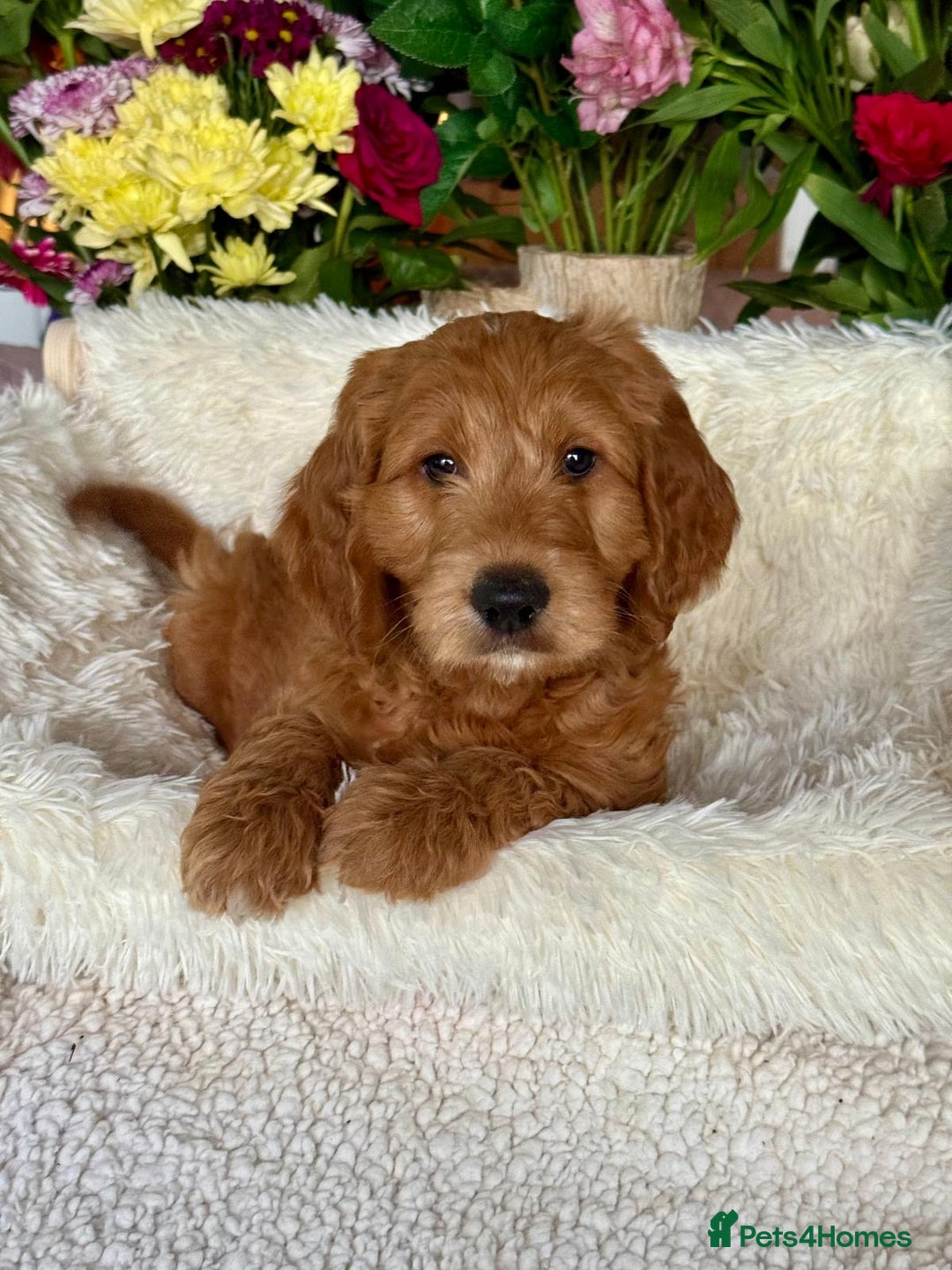 Mini Goldendoodle dogs for sale: 6 mini goldendoodle puppies for sale - Advert 5