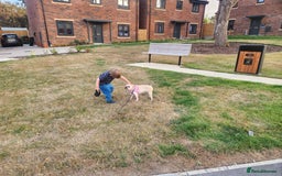 French Bulldog dogs for sale: Loving French Bulldog Looking For Suitable Home - Image 7