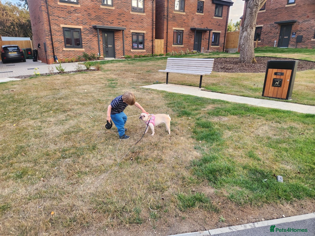 French Bulldog dogs for sale: Loving French Bulldog Looking For Suitable Home - Image 7