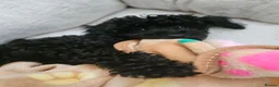 Mixed Breed dogs for sale: Black Toy cockapoo Female 1yr in Nottingham - Advert 3