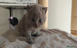 British Shorthair cats for sale: British shorthair blue / lilac kittens  - Image 7