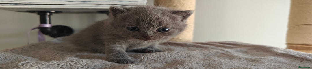 British Shorthair Kitten blue collar boy 
