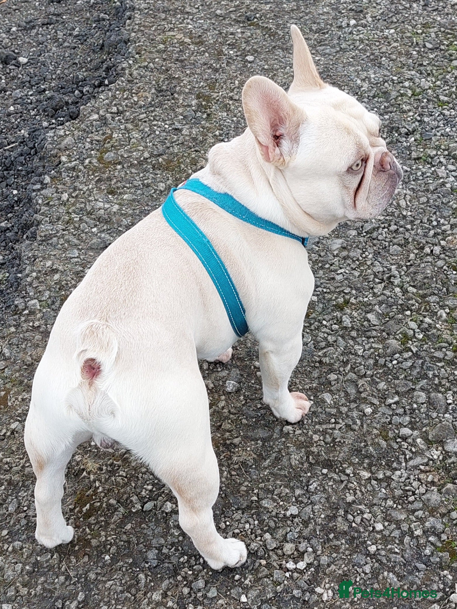 French Bulldog dogs kc French Bulldog Stud - Advert 19