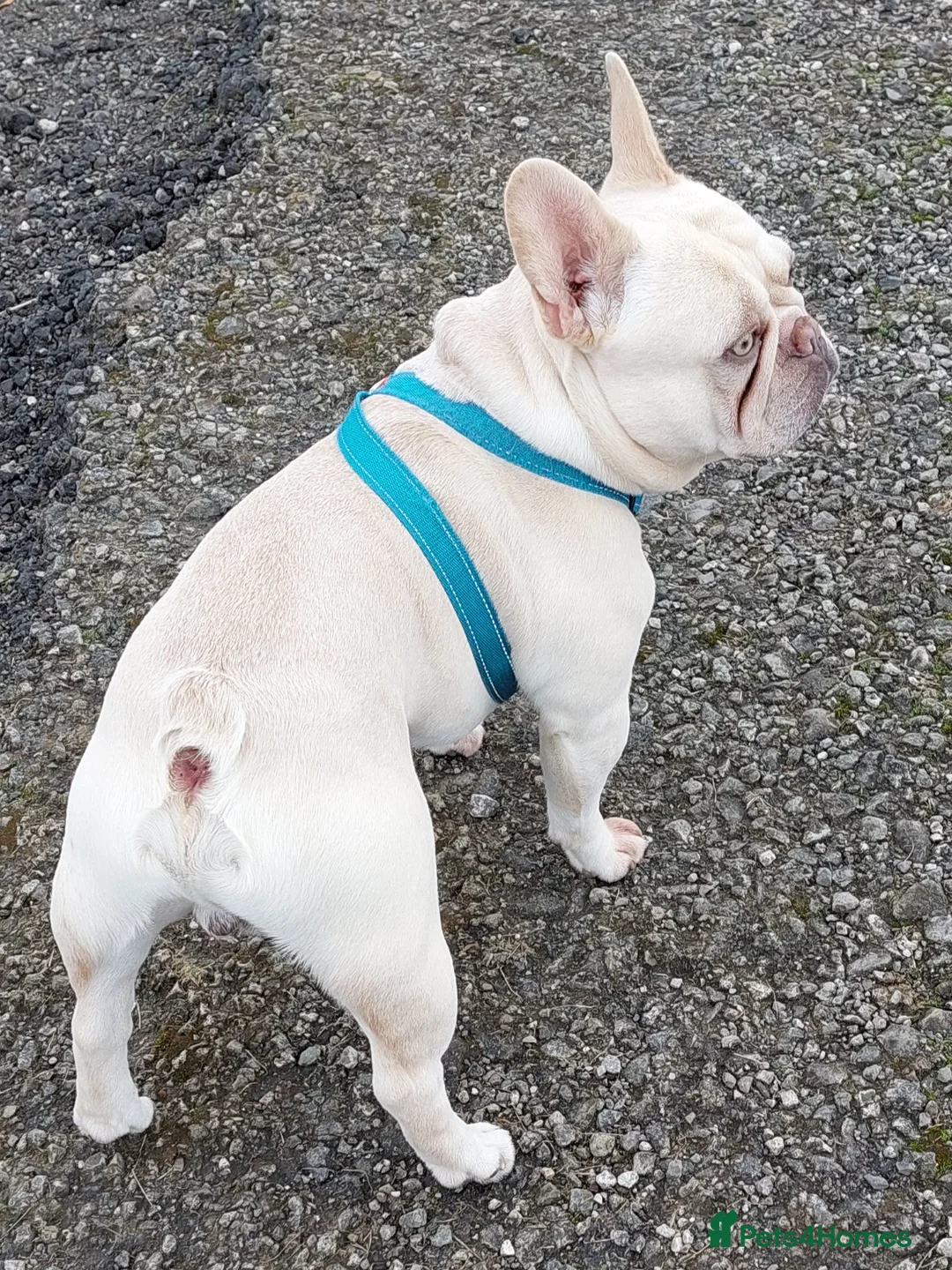 French Bulldog dogs for stud: kc French Bulldog Stud - Advert 2