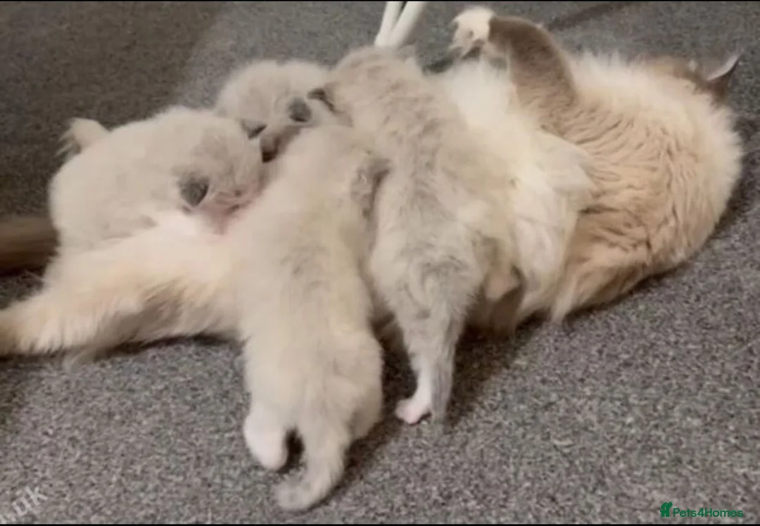 Ragdoll cats for sale: 2 Beautiful Ragdoll Kittens - Advert 2