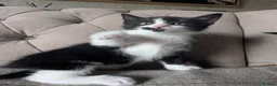 Mixed Breed cats for sale: Pixie and Pudding ready to leave  - Advert 2
