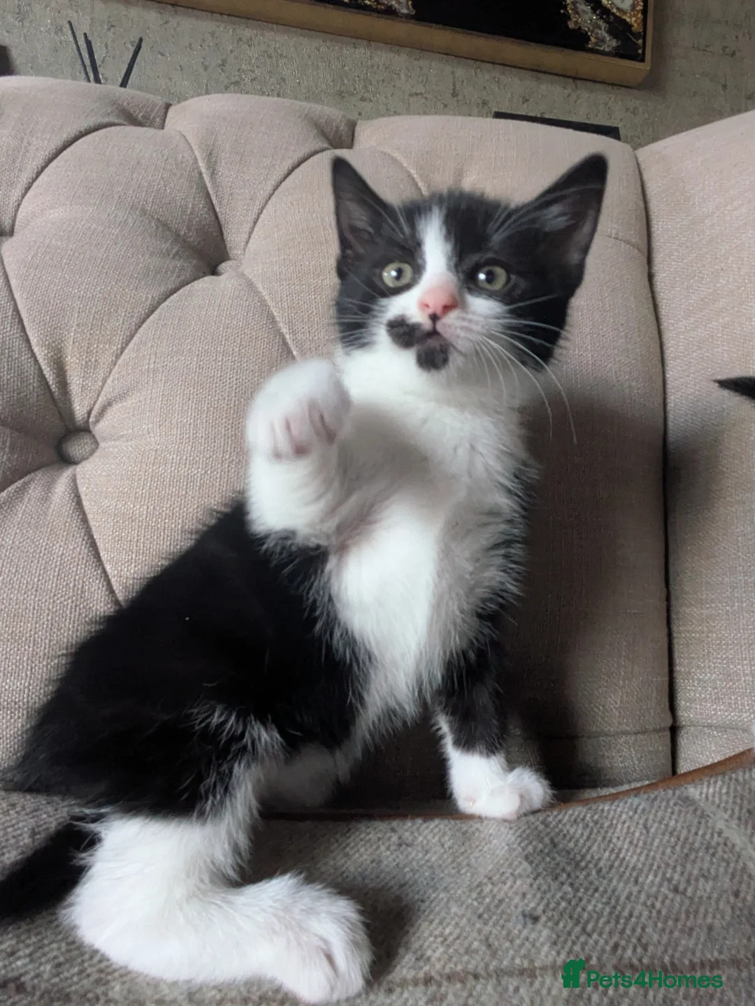 Mixed Breed cats for sale: Pixie and Pudding ready to leave  - Advert 2