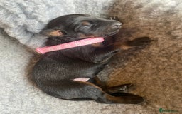 Dobermann dogs for sale: KC REGISTERED DOBERMAN PUPS - Image 34