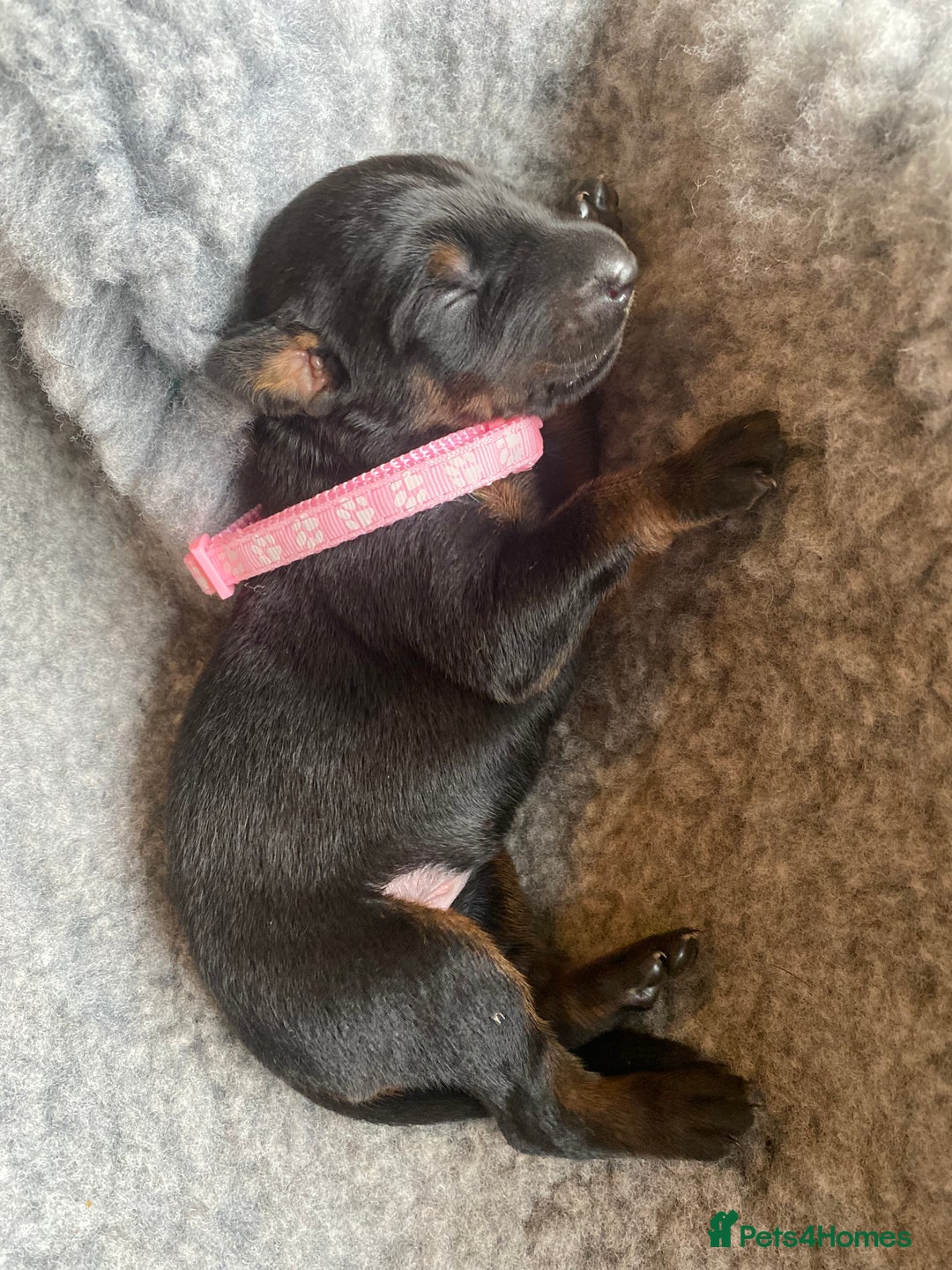 Dobermann dogs for sale: KC REGISTERED DOBERMAN PUPS - Image 34