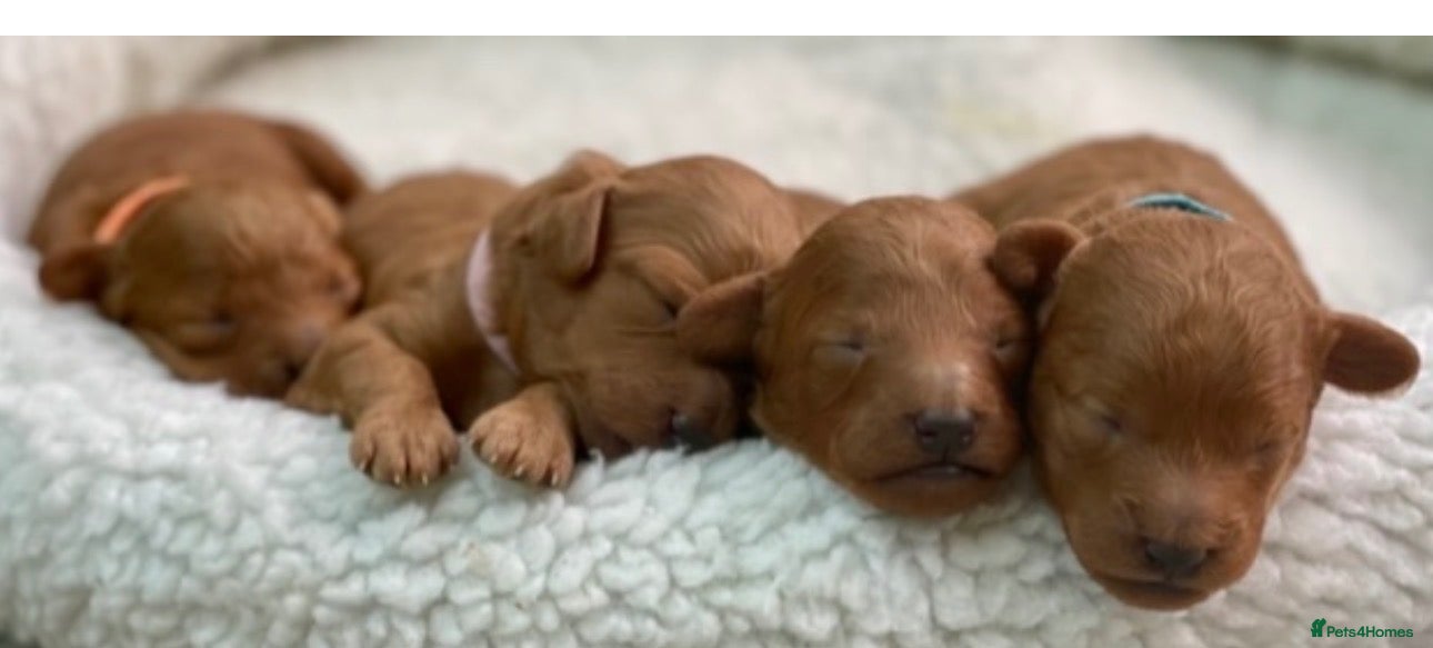 Toy Poodle dogs ✨ TINY TOY ✨ 2.5Kg✨KC ✨HEALTH TESTED ✨ - Advert 2