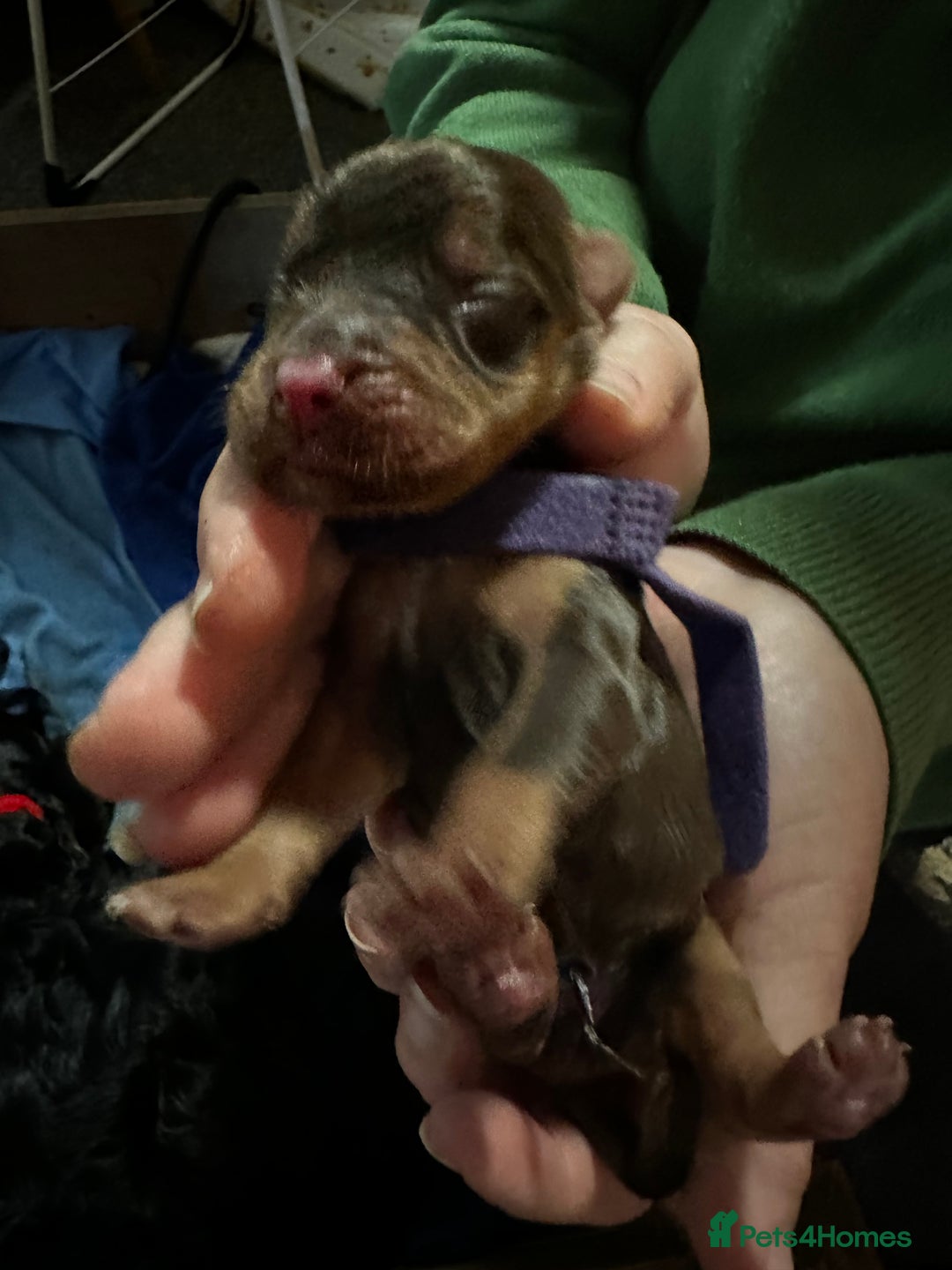 Cocker Spaniel dogs for sale: 🐾 Adorable Cocker Spaniel Puppies - Ready Soon!🐾 - Advert 13