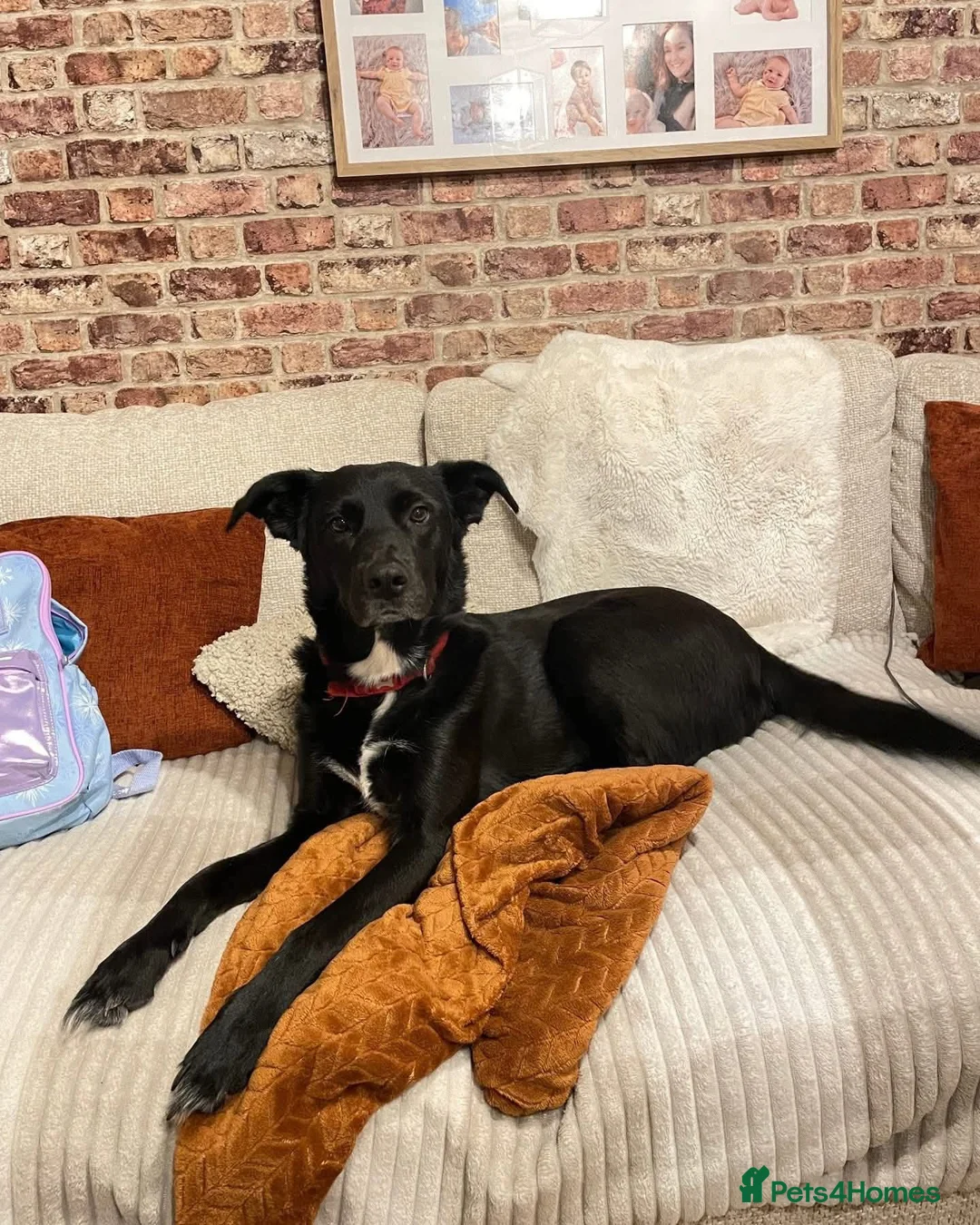 Mixed Breed dogs for adoption: ✨️BEAUTIFUL NOVA ✨️ in Kidderminster - Advert 1