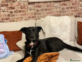 Mixed Breed dogs ✨️BEAUTIFUL NOVA ✨️ - Advert 1