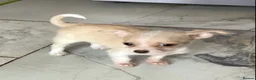 Chihuahua dogs for sale: Gorgeous tiny Chihuahua babies - Advert 19