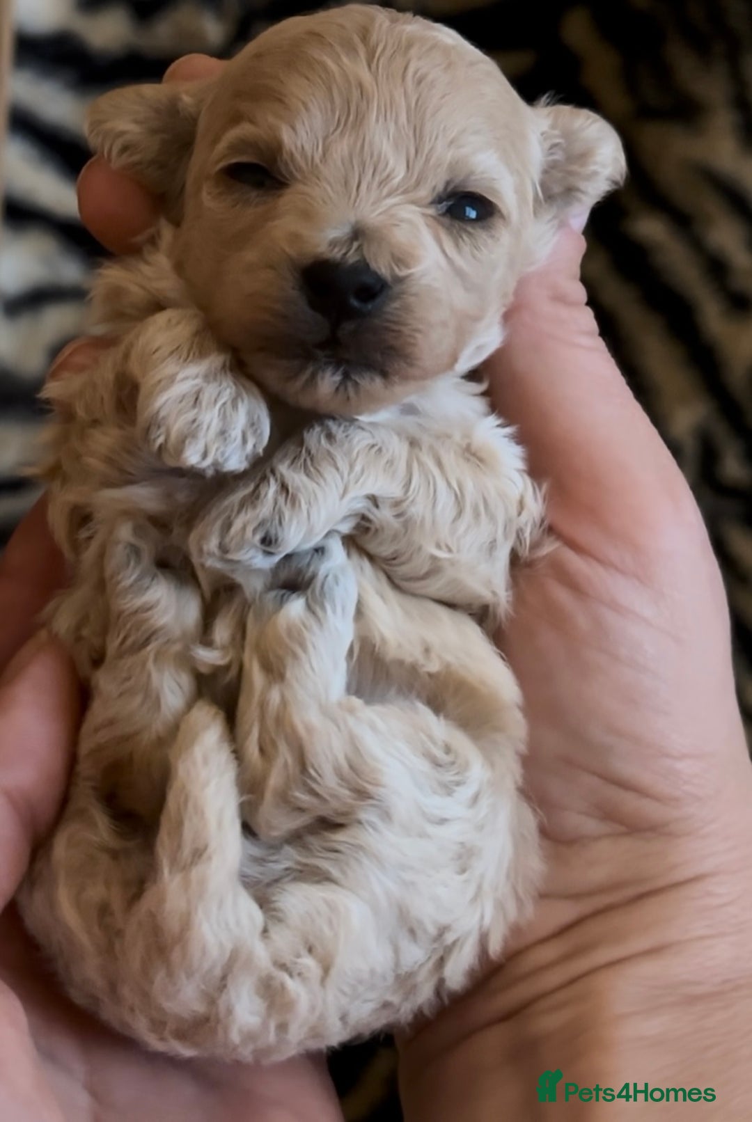 Maltipoo dogs for sale: Exquisite Maltipoo puppies  - Advert 12