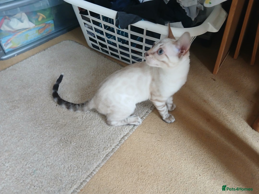 Bengal cats for sale: Health-checked TICA Family Bengal Kitten READY NOW in Warminster - Image 17