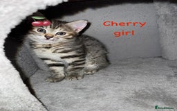 Siberian cats for sale: Siberian girl kittens ready for new home now - Image 7