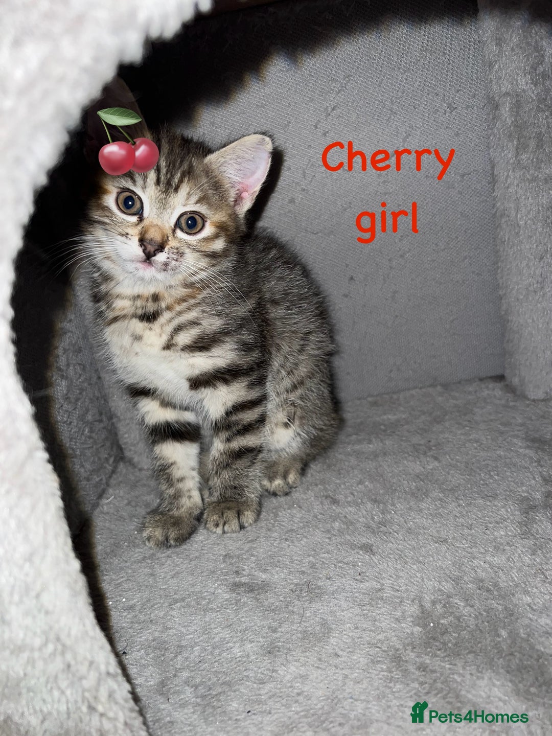 Siberian cats for sale: Siberian girl kittens ready for new home now - Image 7