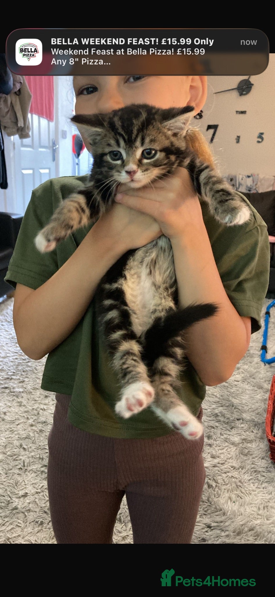Mixed Breed cats 12 week old kitten  - Advert 1