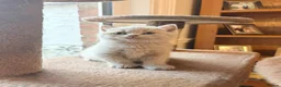 British Shorthair cats for sale: Beautiful Lilac 8week Male Kitten Champion Parents in Wellingborough - Advert 5