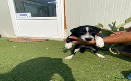 Mixed Breed dogs for adoption: Meet LUNA, a Lovely Puppy Girl - for a Loving Home - Image 35