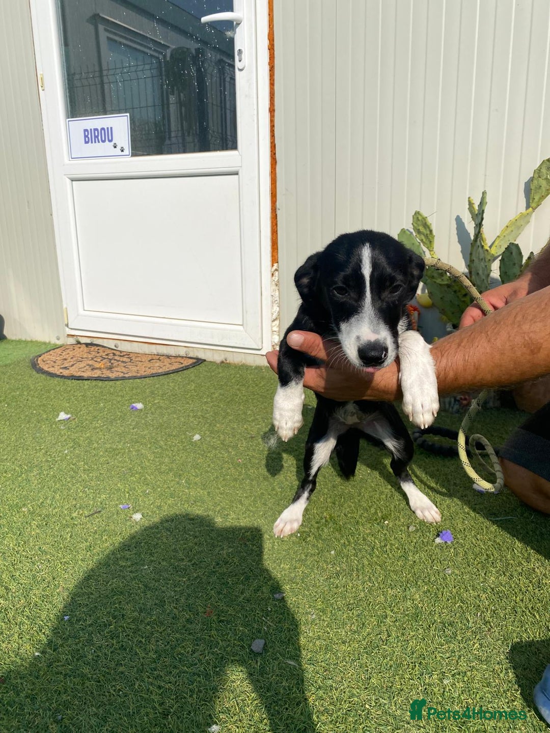 Mixed Breed dogs for adoption: Meet LUNA, a Lovely Puppy Girl - for a Loving Home - Image 35