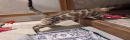 Bengal cats for sale: Mink Female Bengal Kitten. Ready to Leave 9/1/26 - Advert 5
