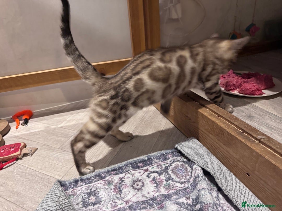 Bengal cats for sale: Mink Female Bengal Kitten. Ready to Leave 9/1/26 - Advert 5