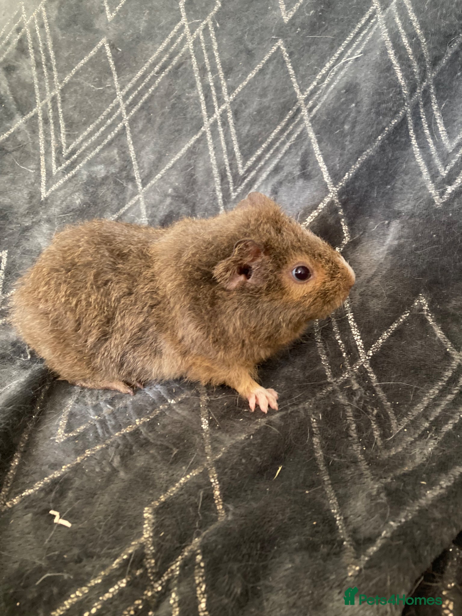 Guinea Pig rodents Baby gineapigs  - Advert 1