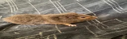Guinea Pig rodents for sale: Baby gineapigs  - Advert 1