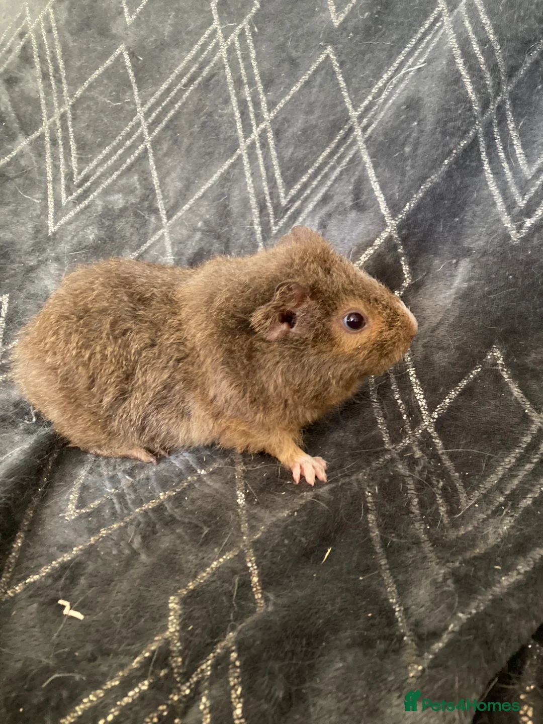 Guinea Pig rodents for sale: Baby gineapigs  - Advert 1
