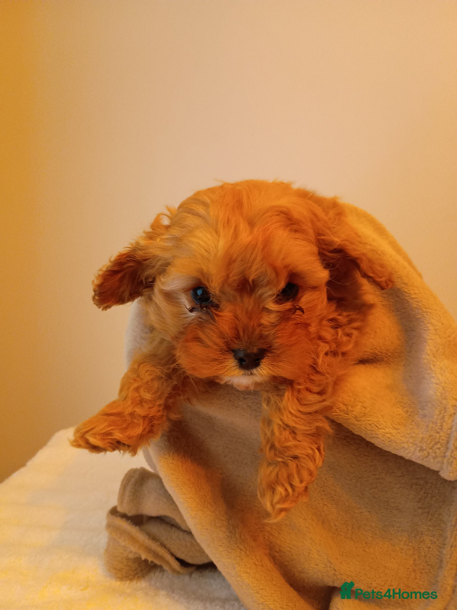 Cockapoo dogs Cockapoo puppies  - Advert 10