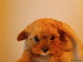 Cockapoo dogs Cockapoo puppies - Advert 10