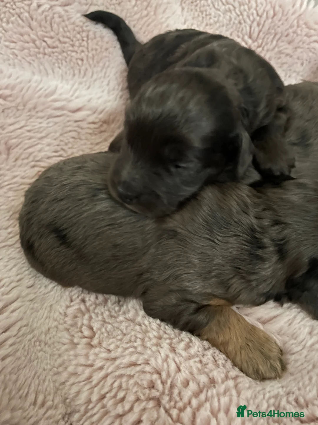 Cockapoo dogs for sale: 4 Toy cocker poos  - Advert 5