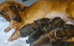 Dachshund dogs for sale: 5 beautiful long-haired Dachshunds pupps - Image 2