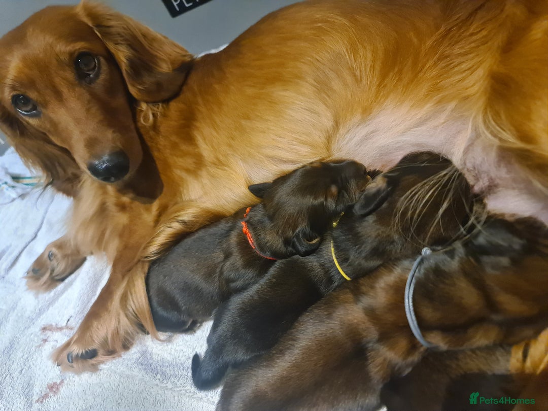 Dachshund dogs for sale: 5 beautiful long-haired Dachshunds pupps - Image 2