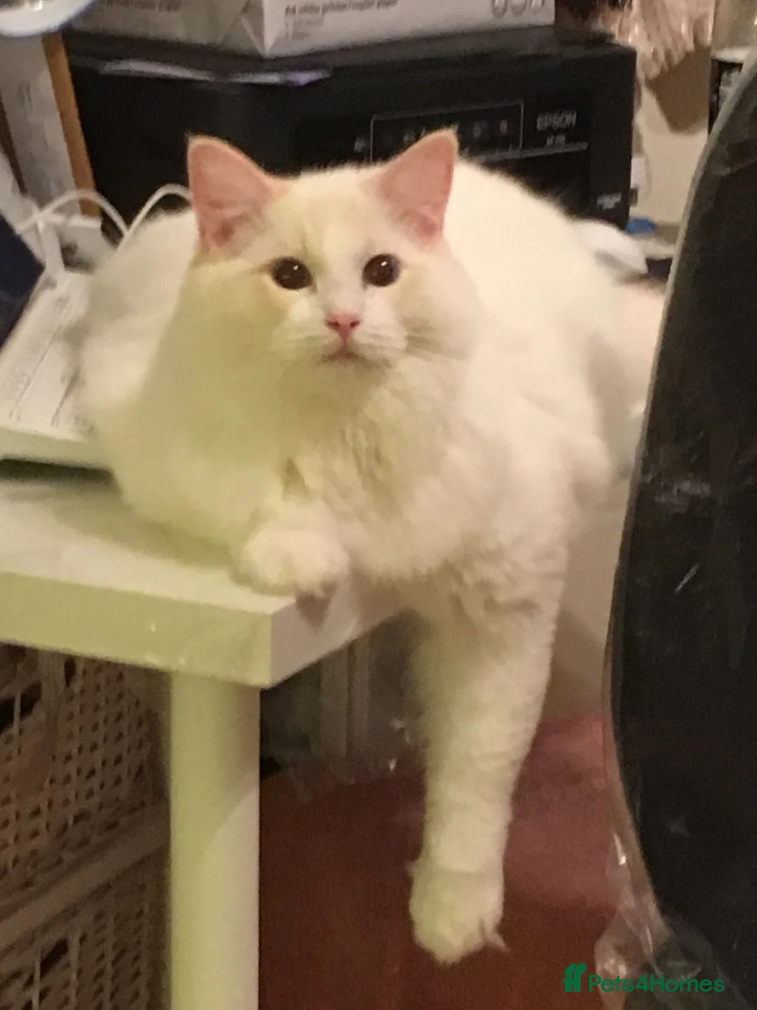 Ragdoll cats for stud: GDCH CREAM BICOLOUR RAGDOLL STUD   in Manchester - Advert 6